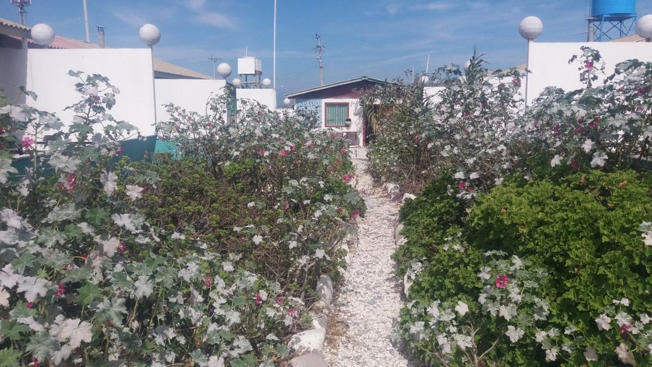 Cabanas Juan Gaviota Punta de Choros Dış mekan fotoğraf